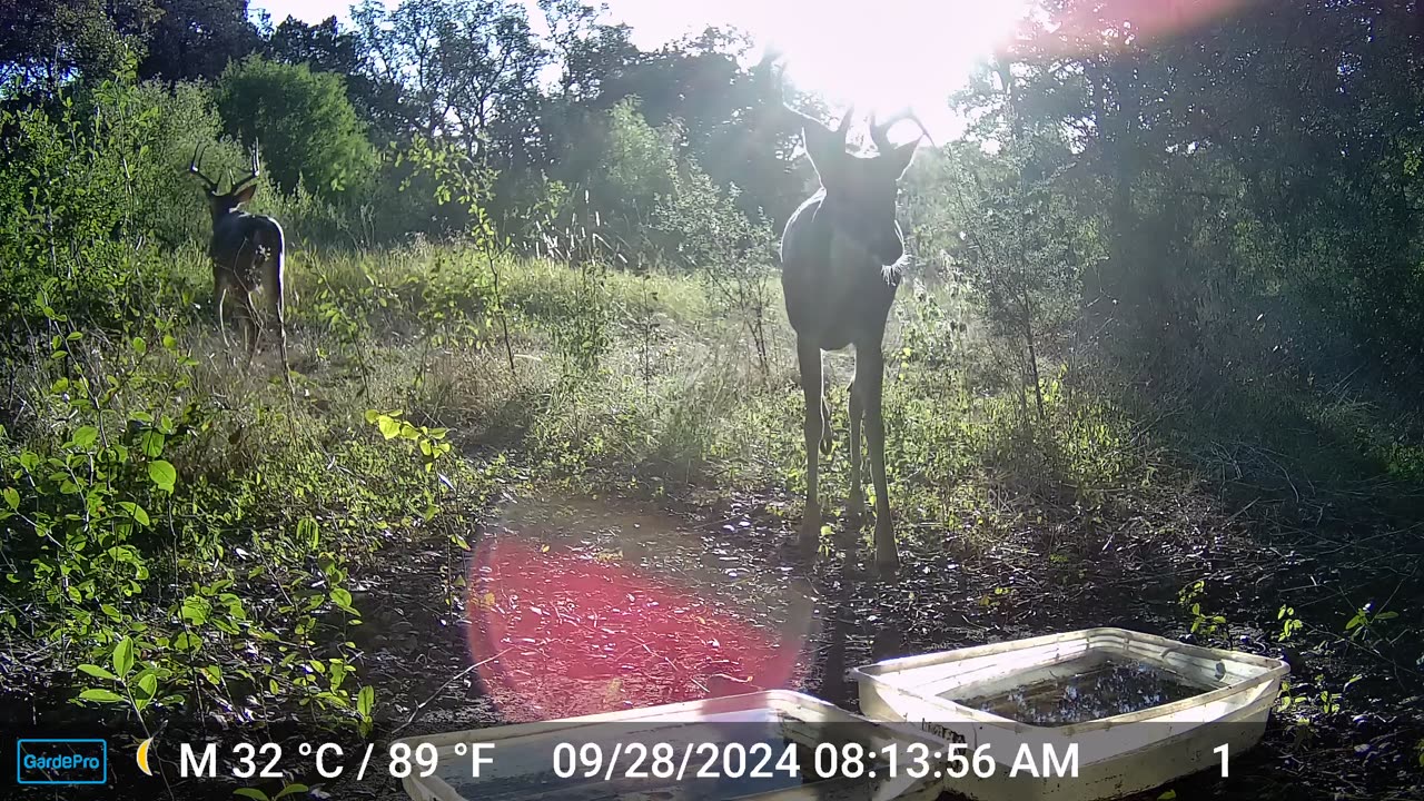 Deer at Sunrise