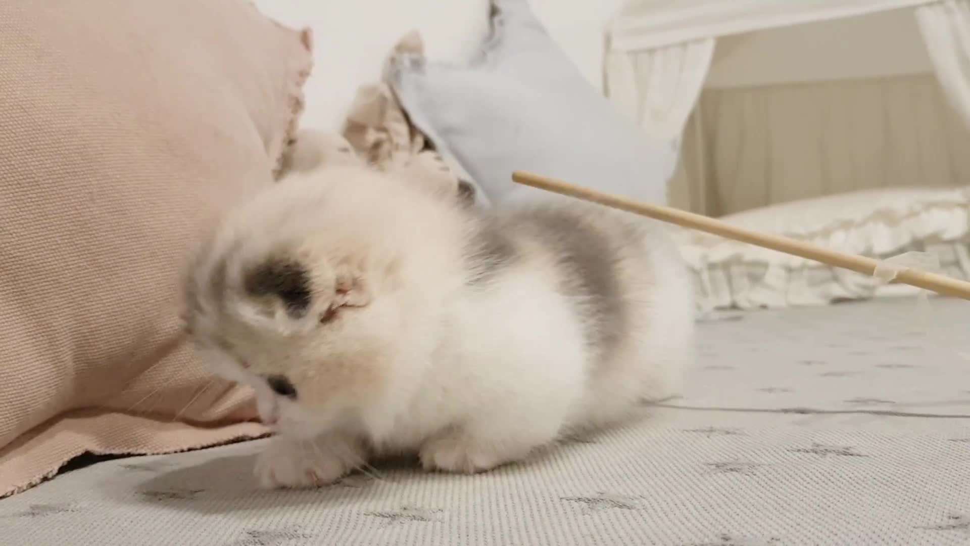 Kitty Rumble Cute Kitty-Kitten