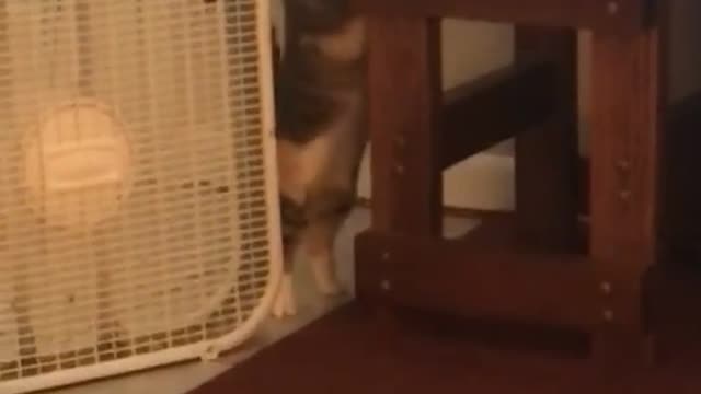 Cute and Funny Cat Videos Compilation - PART 68