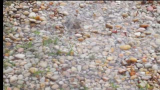 Raindrops Hitting Gravel