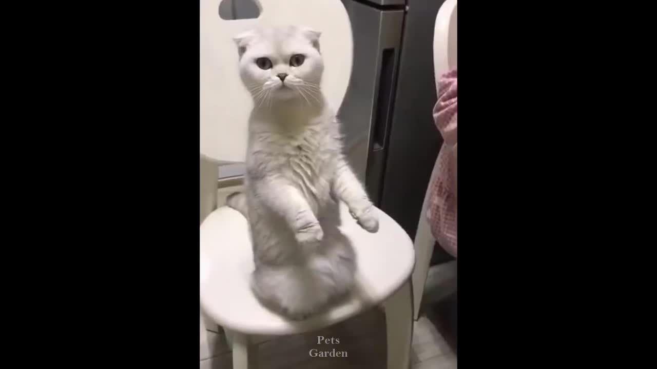 Funny cat