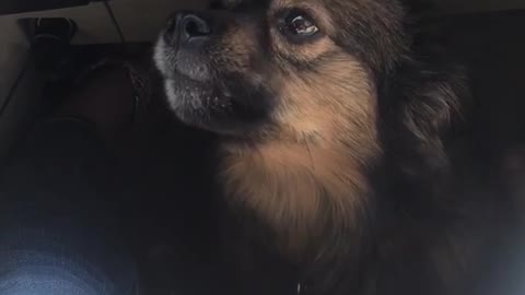 Brown dog howling under owners seat