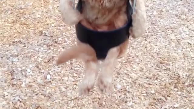 Poodle sits like human on swing