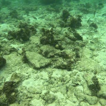 Dive into the Magic: An Unforgettable Snorkeling Day!