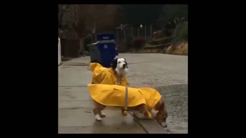 😍 Adorable pets in waterproof jackets 😍