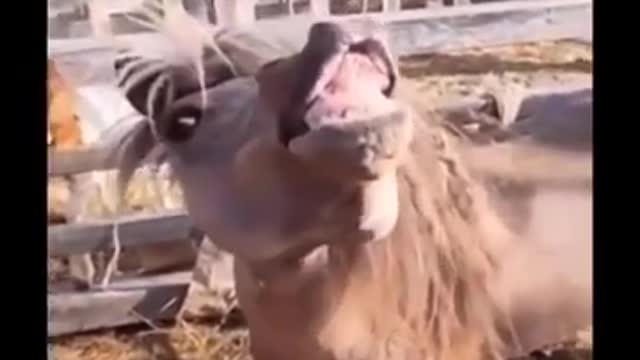 Funniest animals 🐧 - Funny animal videos don't stop laughing 2021 😁