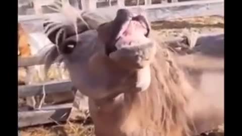 Funniest animals 🐧 - Funny animal videos don't stop laughing 2021 😁