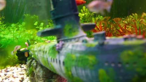 Some more Fish tank asmr