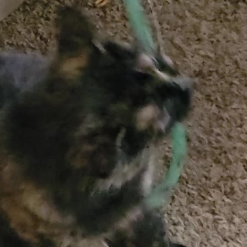 Boots LOVES her snake