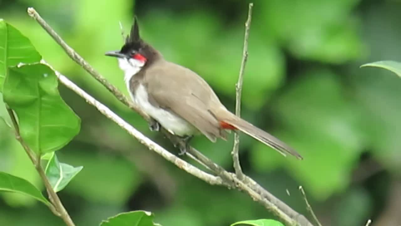 bulbul bird