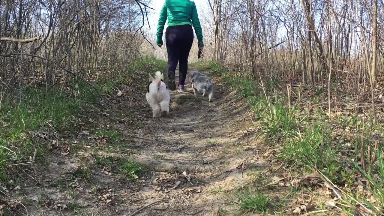 Stroll Companion: Woman Walking with Dog (Copyright-Free Footage)