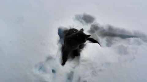 The Best Of Funny Cats Discovering and Playing in Snow