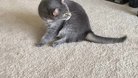 Ornery Cat Flips for Foot