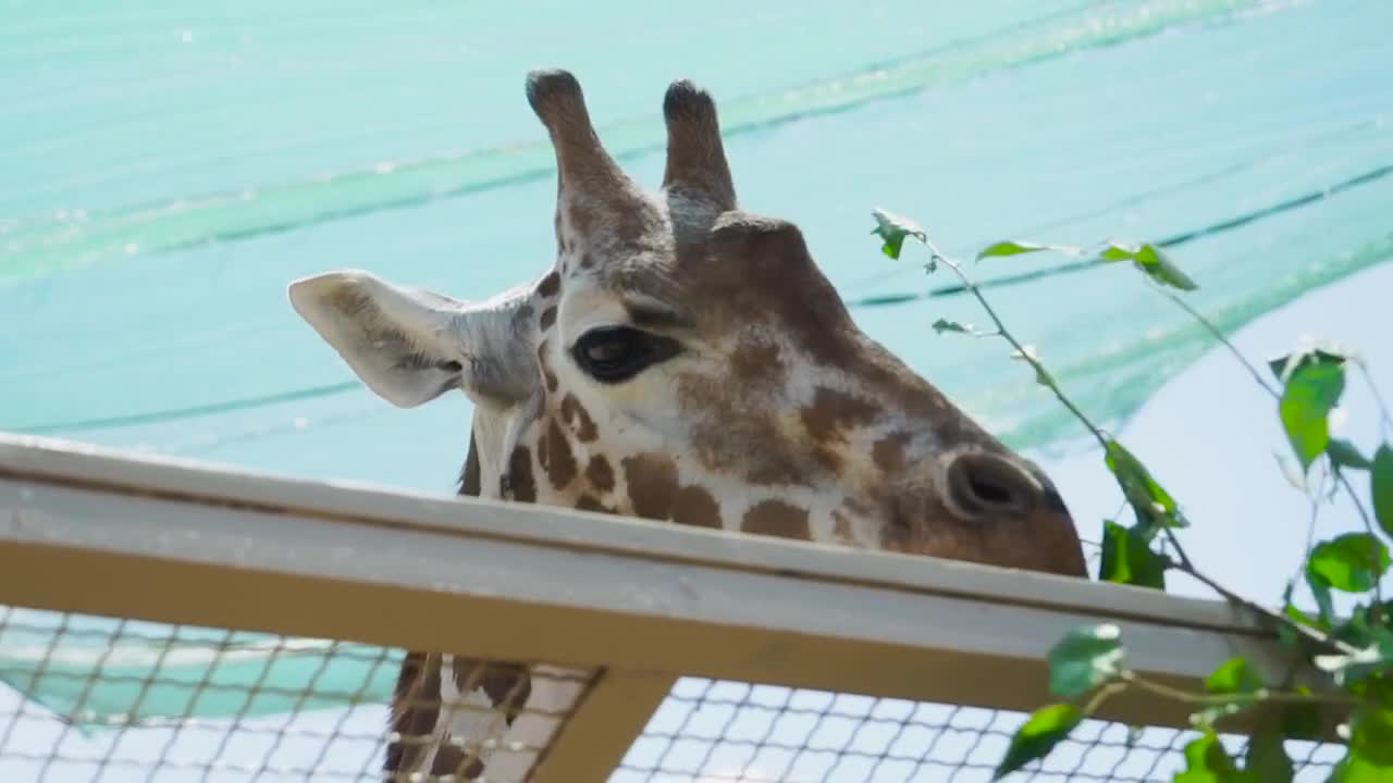 Giraffe eats leaves from a branch