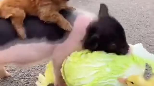 Funny Animal Videos - Awesome Funny Pet Animals