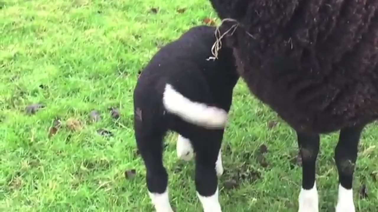 Zwartbles Sheep Are Very Friendly Even to Strangers