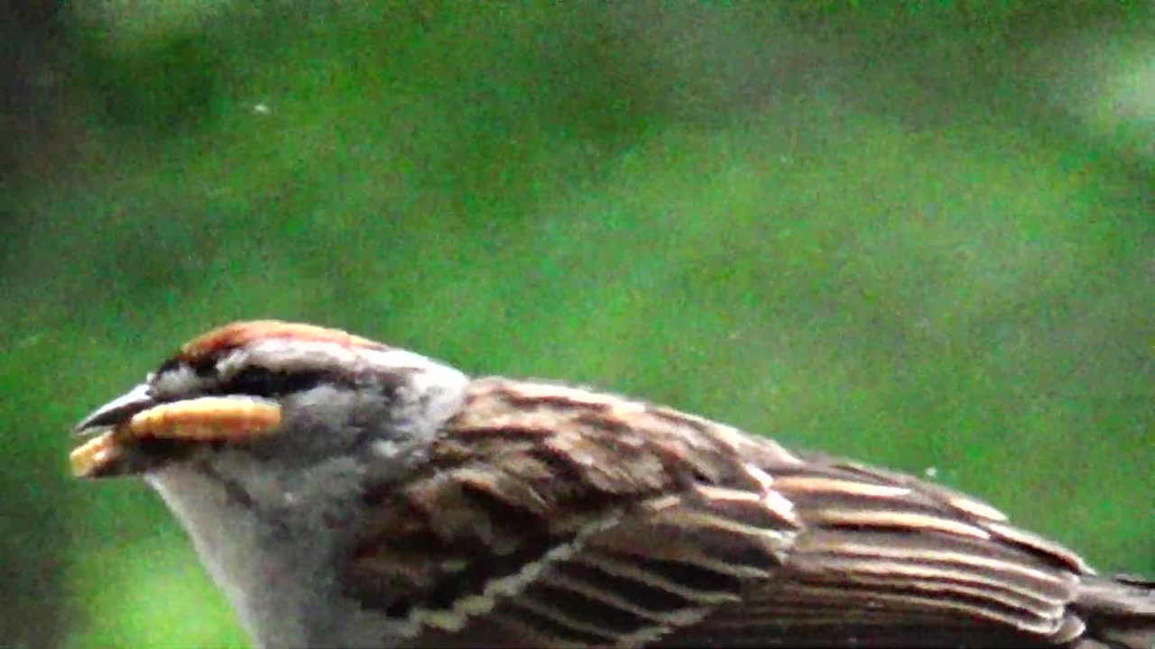 Chirping Sparrow