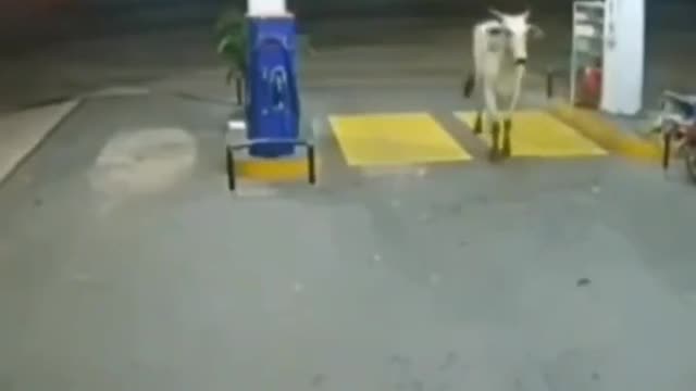 A cow at the gas station!