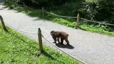 Cutest Monkey on earth walking the street