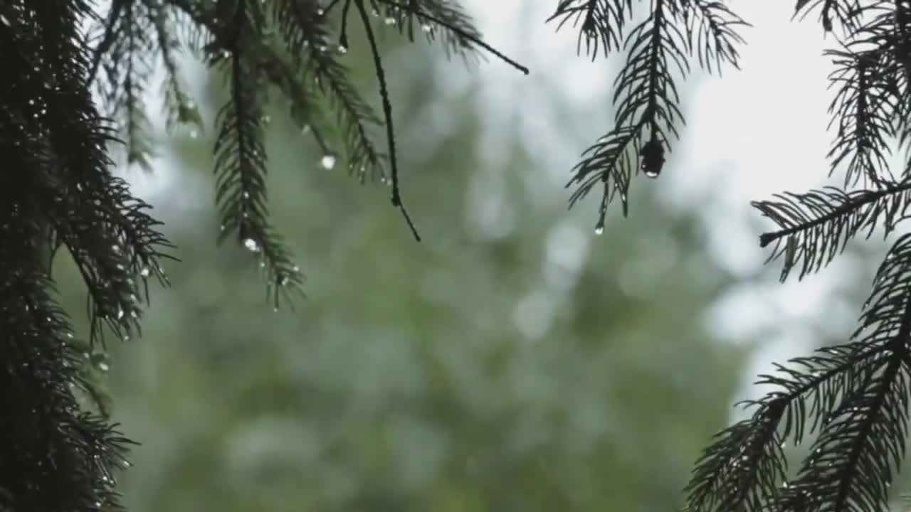 Beautiful Rain & Soft Rain Sounds - Rain Sound to Sleep and Relaxing on 8 Hours