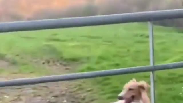 Dog jump