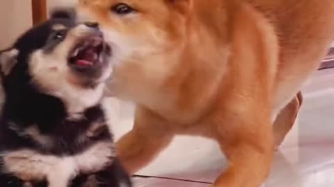 the dogs daddy is bully puppy again #dog #dogs #puppy