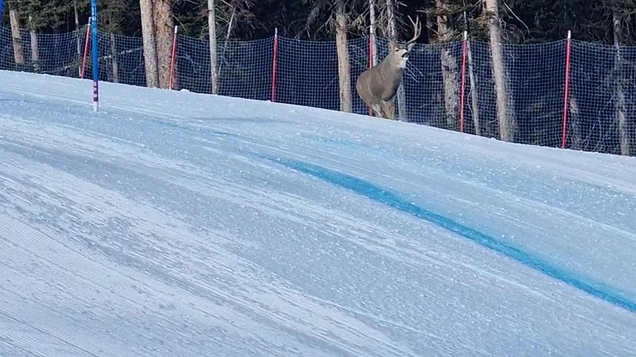 Buck Runs Down Ski Slope