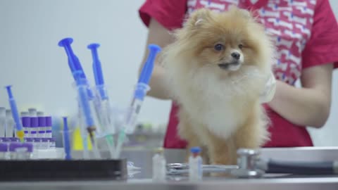 Unrecognizable nurse in colorful medical gown caressing petting small fluffy dog pomeranian spitz