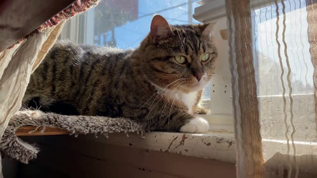 A household cat hides on a living room window sill