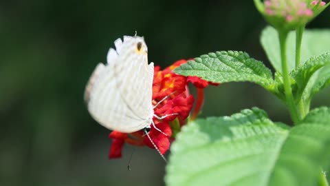 How butterflies eat flower honey