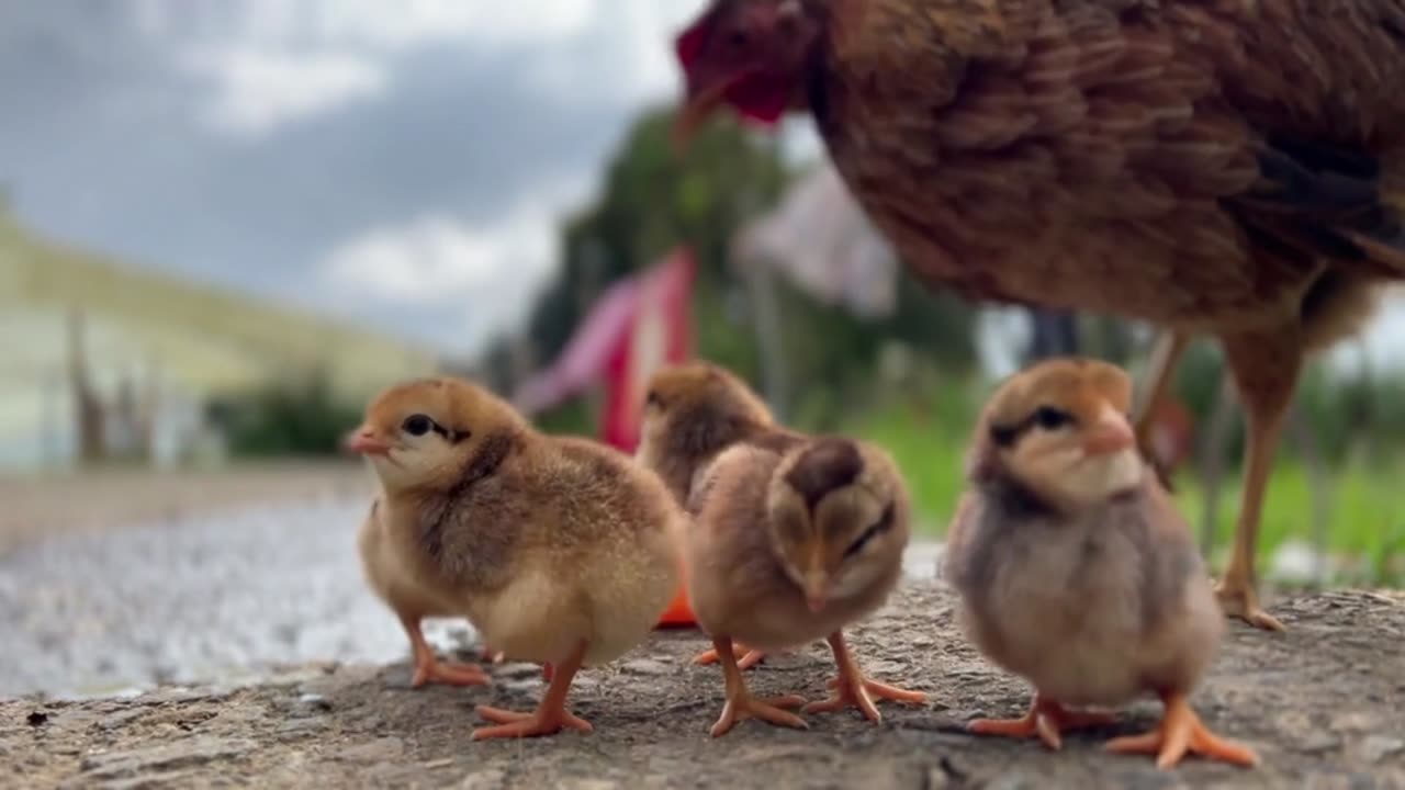 Hen