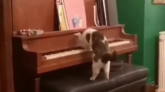 gifted cat