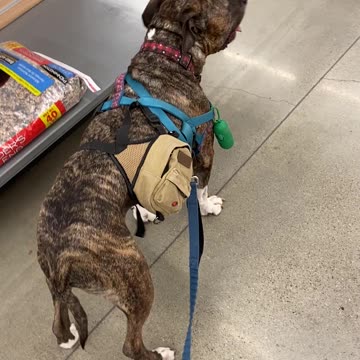 Doggy running from appointment