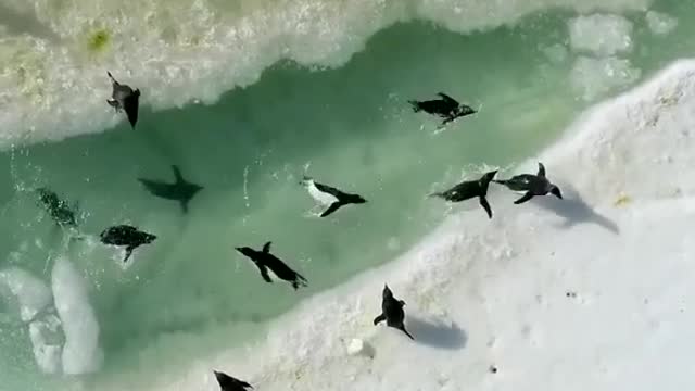 Penguin pool