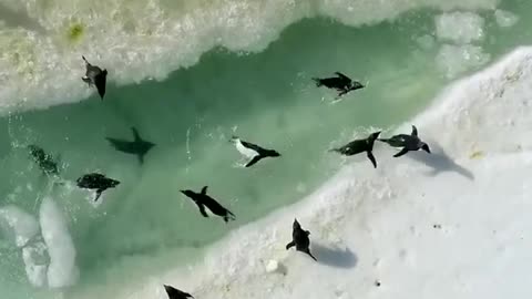 Penguin pool