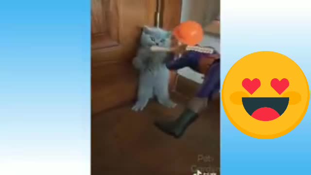 Cute pet animals | Cute dog | Cute Cat