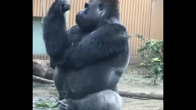 Funny Gorilla