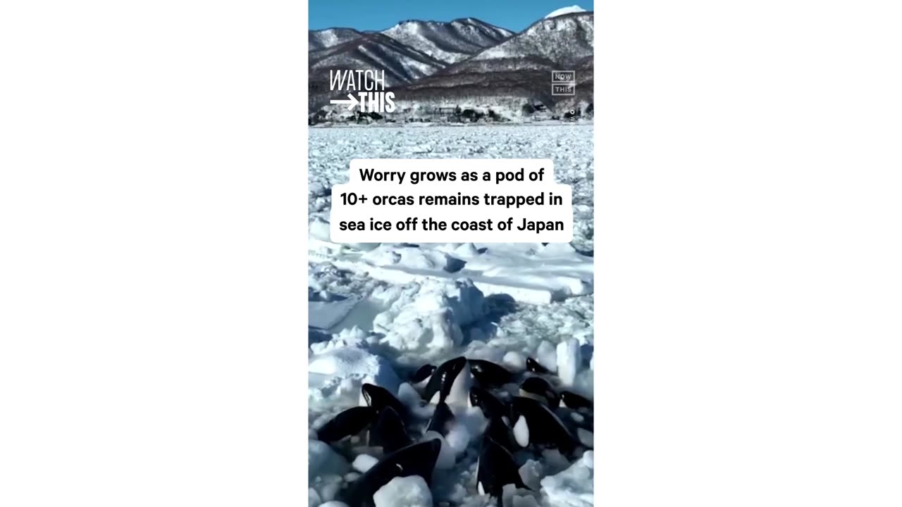 whales stuck ice