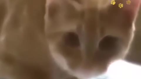 Innocent Cat