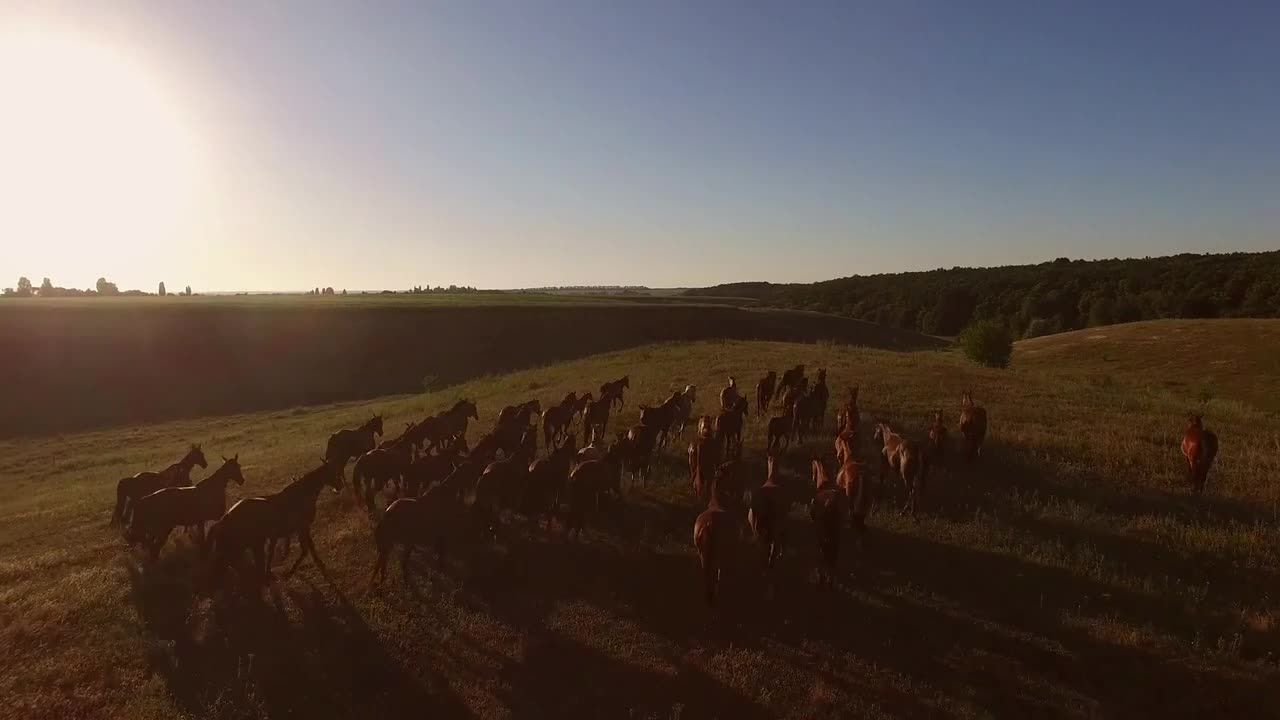 Horse herd running on meadow. Group of hoofed animals. Call of the wild. Strength and aspiration