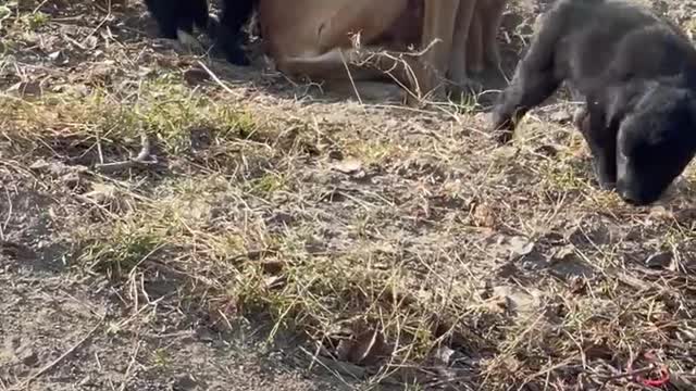 Puppy playing