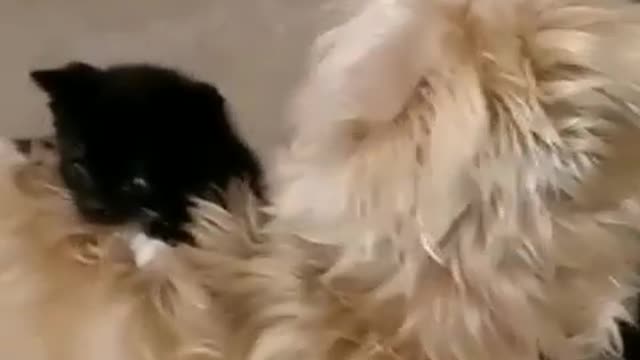 Dog Vs cat are playing so funny video animal pet