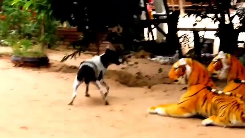 Funny pranks on animals: Man pranks dog.