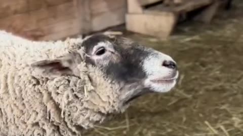 Beautiful classical music feeds the soul (of not just humans