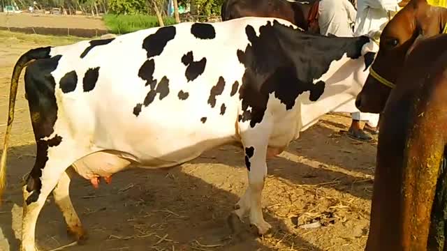 pitbull unloading | buffalo and cow unloading at time tuck for bakra mandi | the big bulls heavy