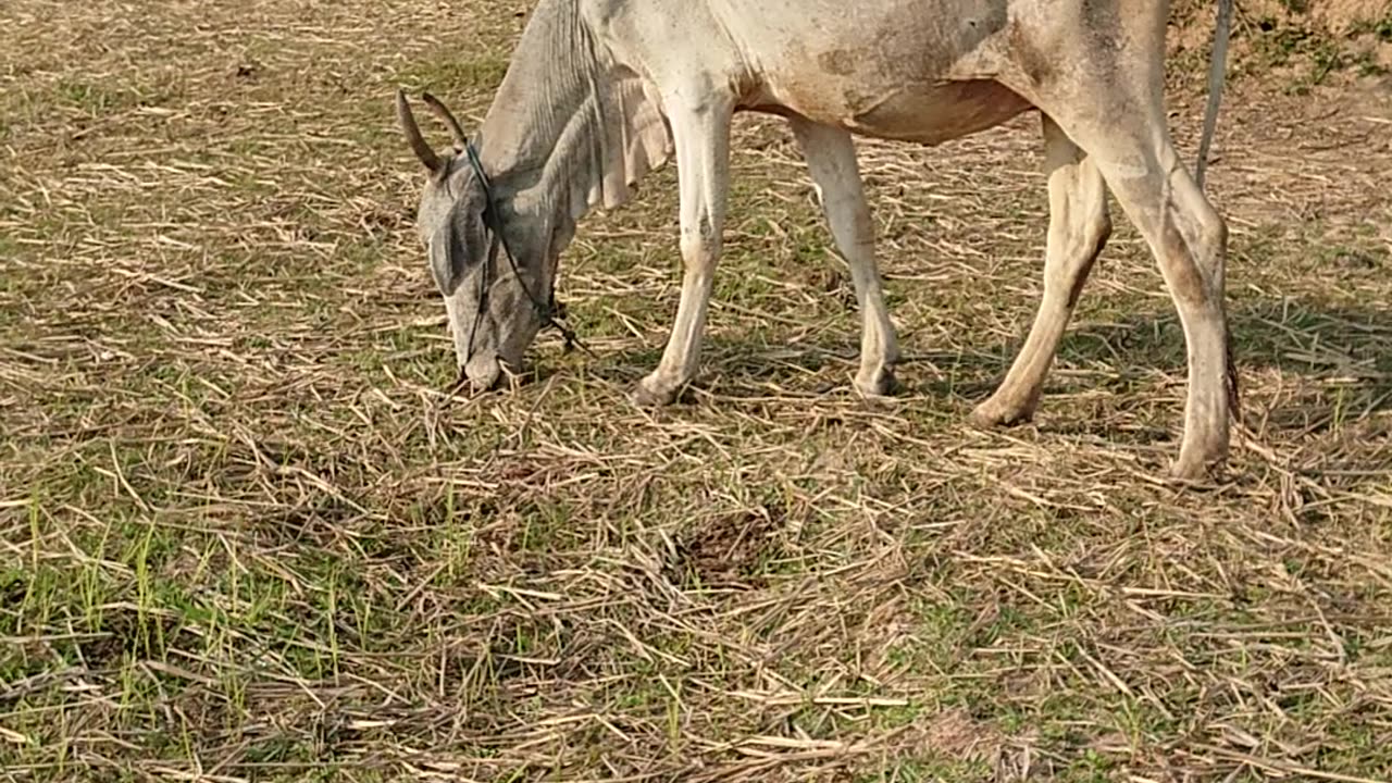 Old mother getting old grass look so hard