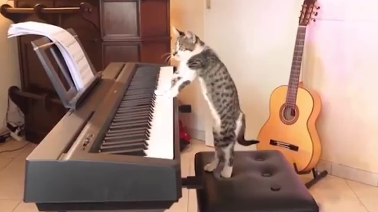 Talented cat in action