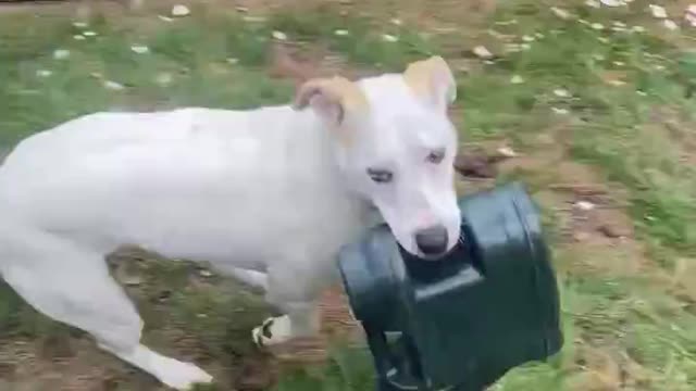 Dog steals owner's watering can refuses to give it back.