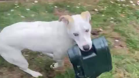 Dog steals owner's watering can refuses to give it back.