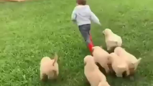 Golden Retriever puppies chase down kid